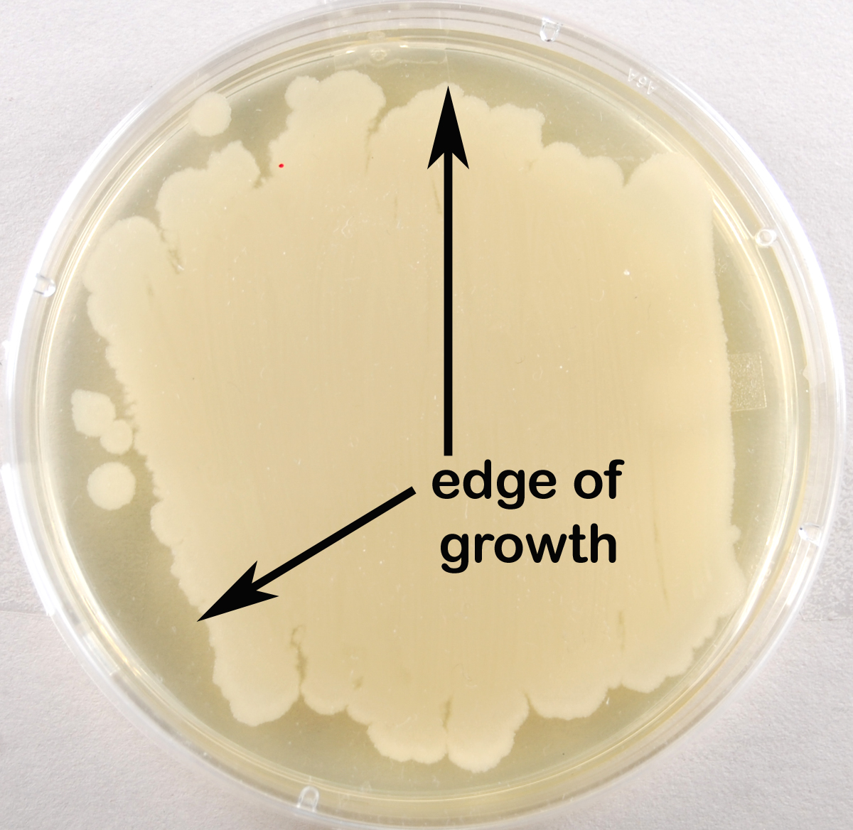 Biol 230 Lab Manual